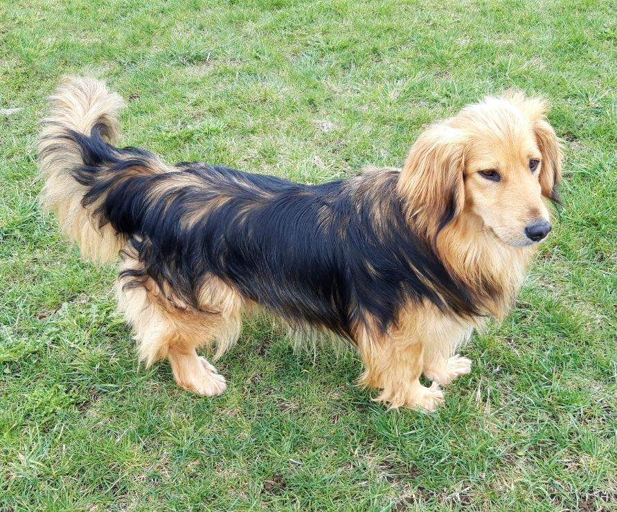 RORY, M-X, 15kg, né 2015 (PIATRA/PENSION) Pris en charge SPA de PONTARLIER Rory1